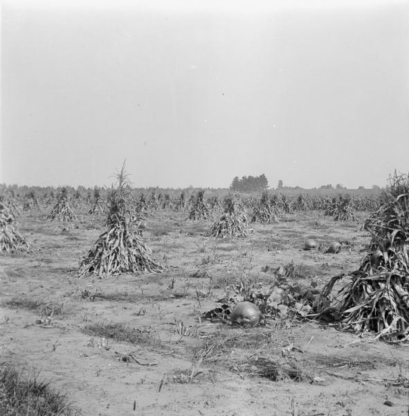A cleared portion of a cornfield filled with corn shocks and pumpkins. The uncleared corn field is in the background.