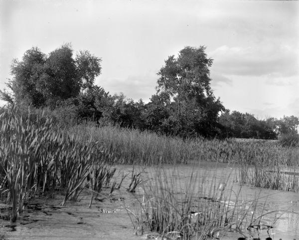 View over section of Turvill Marsh towards trees. On the far right in the background are what may be railroad tracks.