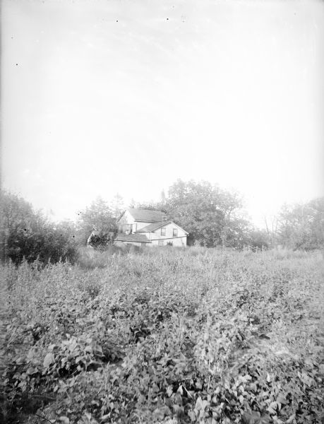 View across thick covering of foliage towards the Turvill family home and garden. The Turvill home is in the background surrounded by trees.