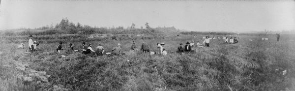 Winnebago (Ho-Chunk) Indians Picking Cranberries Panoramic slightly elevated view of Winnebago (Ho-Chunk) Indians harvesting cranberries by hand at Gebhart's Marsh.