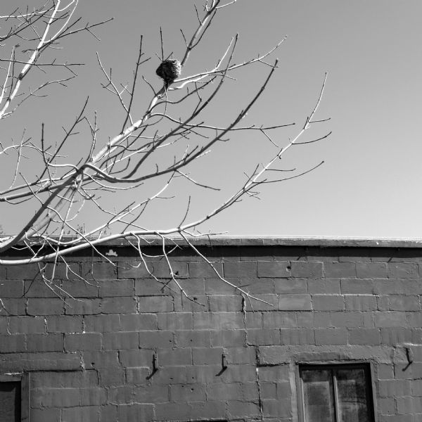 Bird Nest View looking up at last year's bird nest in the bare branches of a tree near a brick building.