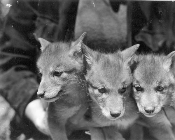 An unidentified person is holding three wolf pups, or cubs, at the State Experimental Game and Fur Farm.  