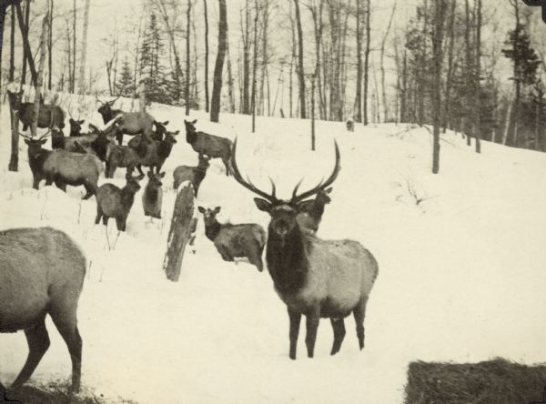 Elk on a snowy hillside among trees. There are bales of hay in the foreground.