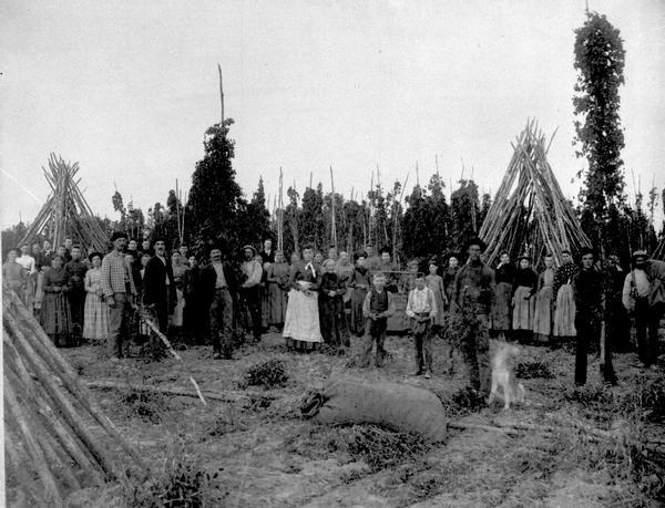 Hop Pickers at Harvest Time Hop pickers posing by stands of harvested hops.