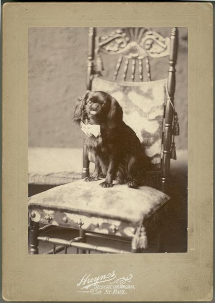 Portrait of "Puck," a King Charles Spaniel.  According to family tradition, he was Virginia Dousman's pet.