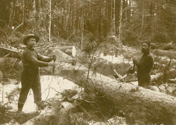 Two lumbermen posing with a two-man crosscut saw they are using on a fallen tree trunk, cutting the pine into manageable sizes for hauling.