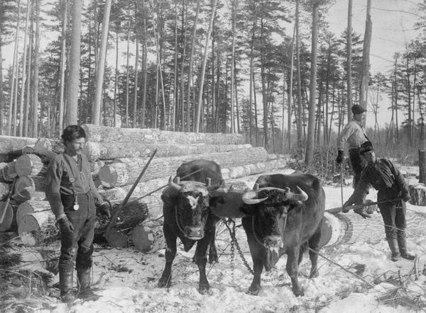 Three men pose with a team of oxen hauling a log on the Spaulding holdings in Clark County