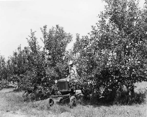 Man driving an IHC Farmall Cub with mower in Joe Spence's apple orchard.