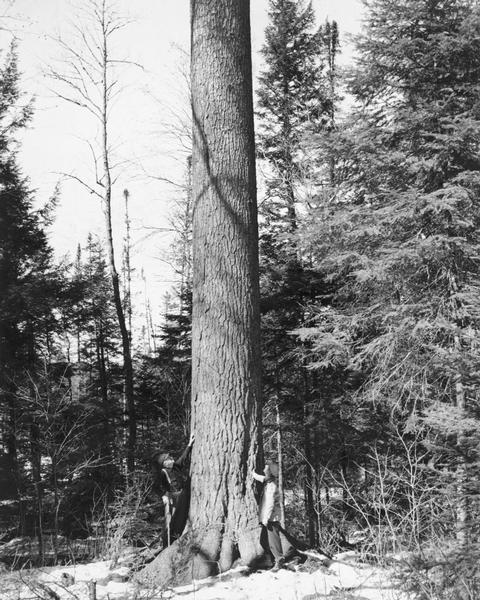 Two men stand at the base of the White Pine tree reported in 1945 to be the largest in the world at 16.8' in circumference and 140.42' in height. Larger specimens have since been reported.