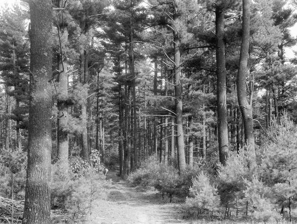View of White Pine Forest in Flambeau State Park.
