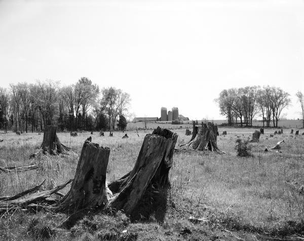 Burned cedar stumps in a swamp with a farm in the distance.