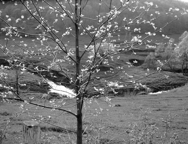 A twisting pasture stream as seen through a flowering tree.