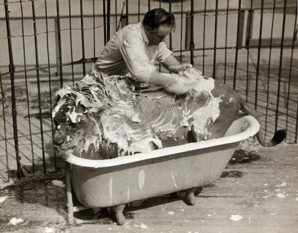 A circus lion, covered by soapy lather, is bathed in a free-standing bathtub inside a cage.