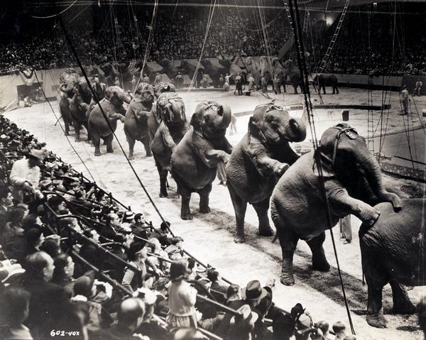 A group of over twenty-six Ringling Brothers, Barnum & Bailey Circus elephants, standing on their rear legs with front legs resting on the elephant ahead. They perform in a circus ring inside New York City's Madison Square Garden while watched by a large audience.