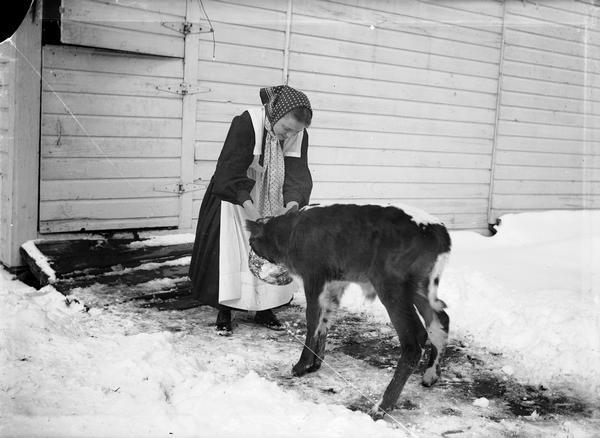 Winter scene with Bertha Gesell feeding a calf from a pan.