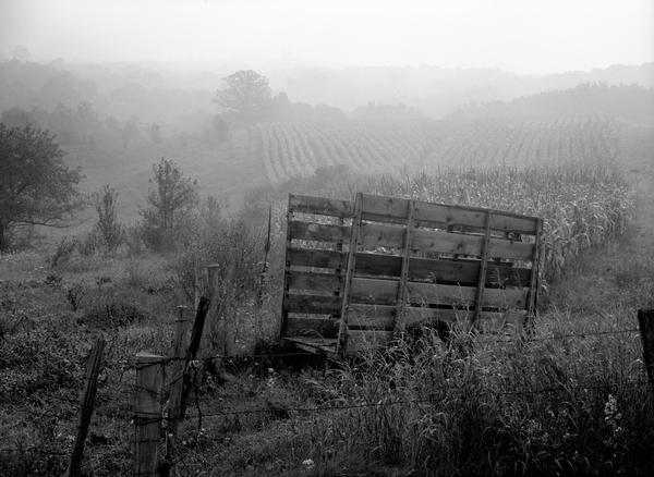 A farm wagon in a cornfield surrounded by early morning fog.