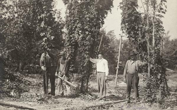 Four men posing in hops field.