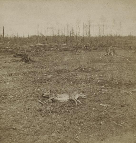 Aftermath of Peshtigo fire on October 8, 1871. Devastated landscape with deer carcass in foreground. The Peshtigo fire razed the small town of approximately 2,000 people. More than 1,200 people perished in the conflagration that consumed more than 1.25 million acres of forest in what was, at the time, a booming lumber town.