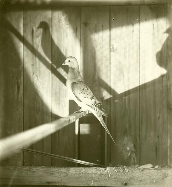 Profile view of a passenger pigeon, a species of pigeon now extinct, with its shadow projected on the wall of the cage behind. Part of a group of pigeons that lived in captivity in the aviary of Professor C.O. Whitman, professor of Zoology at the University of Chicago.