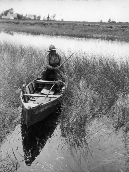 Joe Stoddard of the Chippewa tribe harvesting wild rice on the Bad River Indian Reservation.