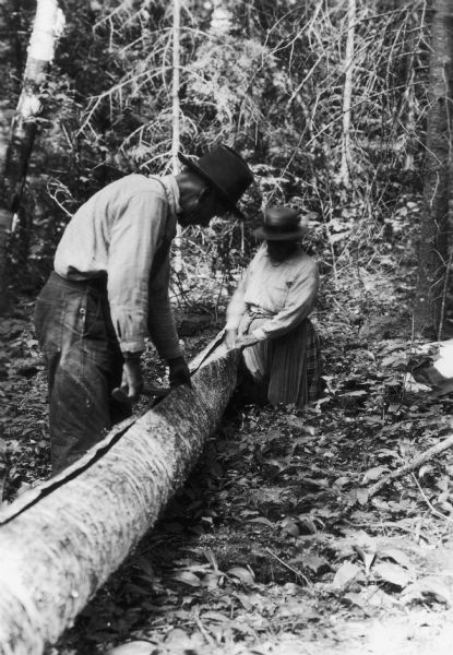 Ojibwa Indians splitting bark off a birch tree. The bark will be used to make a canoe.