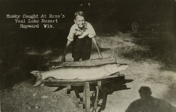 Nelson Ross posing with muskellunge caught by Claude Baudy at Ross' Teal Lake Lodge. Fish was caught using a goldfish for bait. Caption reads: "Muskie Caught at Ross' Teal Lake Lodge, Hayward, Wis."