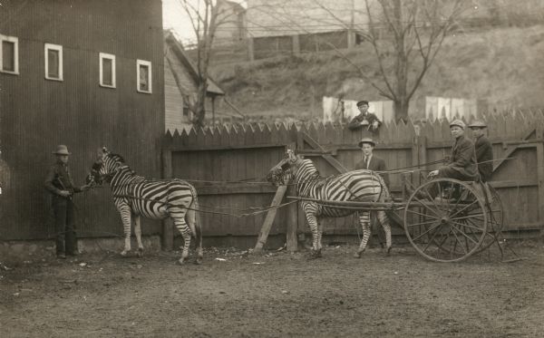 Two men sit in a two-wheeled buggy hooked up to zebras, next to a fence near the Ring Barn on the left (which is still standing), with several male spectators. This was the Ringling brothers winter quarters on Water Street.