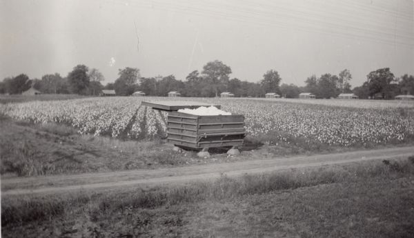 Piles of cotton fill a storage bin at the Hopson Planting Company plantation.