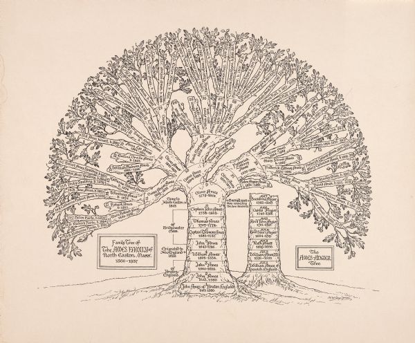 Drawing of Ames-Angier family tree of North Easton, Massachusetts, 1560-1937.