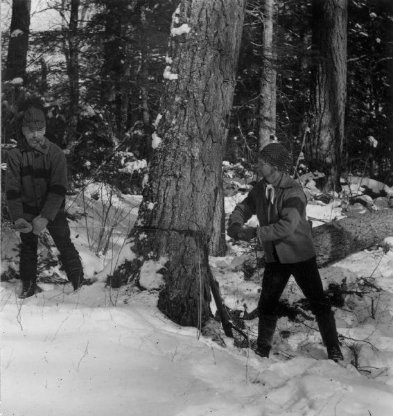 Sigvart Solbrg, (left) and Anton Follstad, (right) sawing a tree down during winter.
