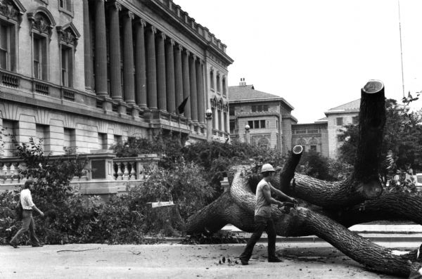 Last elm tree on State Street being cut down. The Wisconsin Historical Society and the Memorial Union are in the background.
