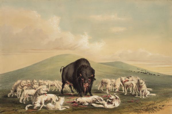 A buffalo surrounded by wolves (Plate 10).<p>"There are several varieties of the wolf species on the American prairies, the most numerous and formidable of which is the white wolf, found in great numbers in high latitudes and near the Rocky Mountains. These animals are equal in size, in many instances, to the largest Newfoundland dog; and, from the whiteness of their hair, appear, at a distance on the green prairies, much like a flock of sheep, and often are seen to the number of fifty or a hundred in a pack; and in this way following the numerous herds of buffaloes from one end of the year to the other, gorging their stomachs with the carcasses of those animals that fall by the hands of the hunters or from sickness and old age. Whilst the buffaloes are grouped together, the wolves seldom attack them, as the former instantly gather for the combined resistance, which they effectually make. But when the herds are traveling, it often happens that an aged or wounded one lingers at a distance behind, and when fairly out of sight of the herd, is set upon by swarms of these voracious hunters, which are sure to last to torture him to death, and use him up at a meal."</p>