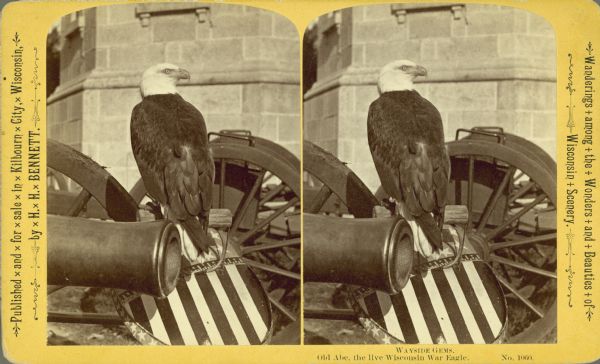 Stereograph portrait of Old Abe, the mascot of the 8th Wisconsin Civil War Volunteer Infantry at the capital building. Rear view of Old Abe perched on a shield with American stars and stripes painted on it. The shield leans on a cannon and a stone building is visible in the background. Included in Bennett's Wayside Gems series.