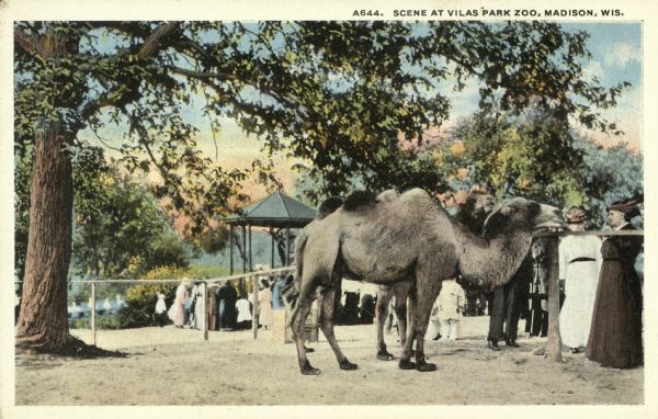 Early souvenir postcard of the Vilas Park Zoo (Henry Vilas Zoo), with a camel in the foreground. Caption reads: "Scene at Vilas Park Zoo, Madison, Wis."