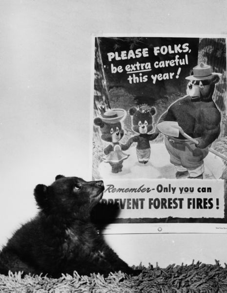 Smokey Bear cub with a fire-prevention poster bearing his namesake. The poster has three bears, and the text reads: "Please Folks, be extra careful this year! Remember - Only you can Prevent Forest Fires!"
