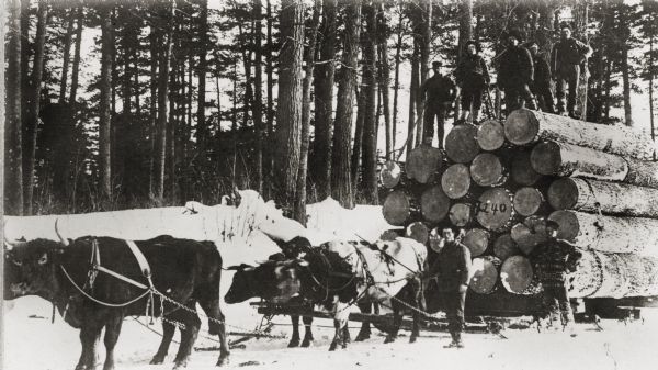 Men posed with a team of four oxen harnessed to pull a loaded logging sled.
