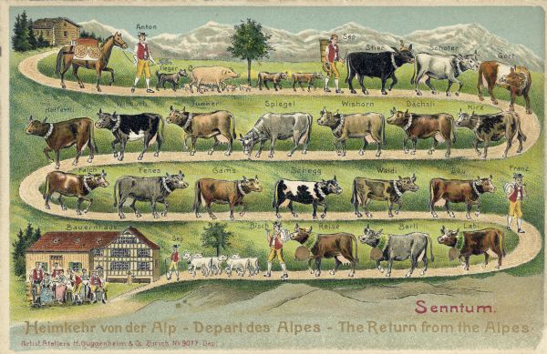 Color postcard of a Swiss farmer returning home with his animals. Many of the animals, and five of the shepherds, are labeled with a name. The path loops back and forth across the face of the card. There is a mountain barn at the beginning of the path, and a home with barn attached is at the end, with the shepherd's family posed in front, wearing traditional Swiss clothing. Caption at bottom reads: "Heimkehr von der Alp — Depart des Alpes — The Return from the Alpes."