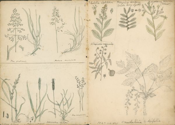 Increase Lapham drawings of <i>Poa pratensis</i>, <i>Festuca duriuscula</i>, <i>Lolium prenne</i>, <i>Alopecurus pratensis</i>, <i>Anthoxanthum odoratum</i>, <i>Poa compressa</i>, <i>Lobelia siphilitica</i>, <i>Myrica cerifera</i> (candle berry myrtle), <i>Nicotiana tobacum</i>, <i>Sapindus saponaria</i>, and <i>Xanthorrhiza apiifolia</i>.