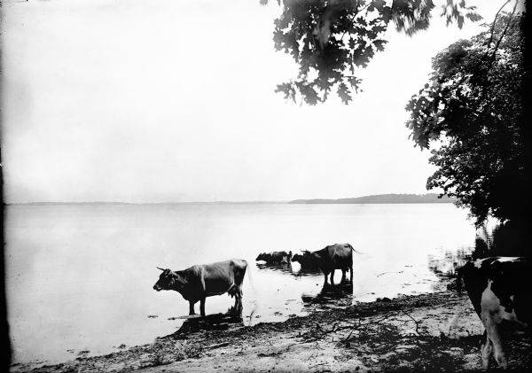 Four cows stand in the water, and another stands in the foreground on the Turvill shoreline.