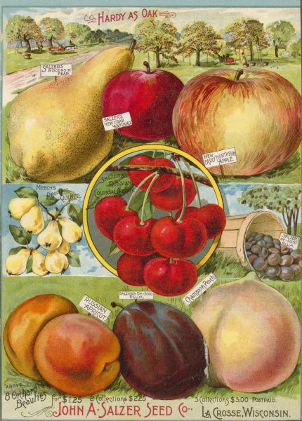 An illustration in the John A. Salzer Seed Company catalog advertising a variety of fruits, including cherries, pears, apples, apricots, plums and peaches. The title at the top reads: "Hardy as Oak," just above an illustration of people working in an orchard.