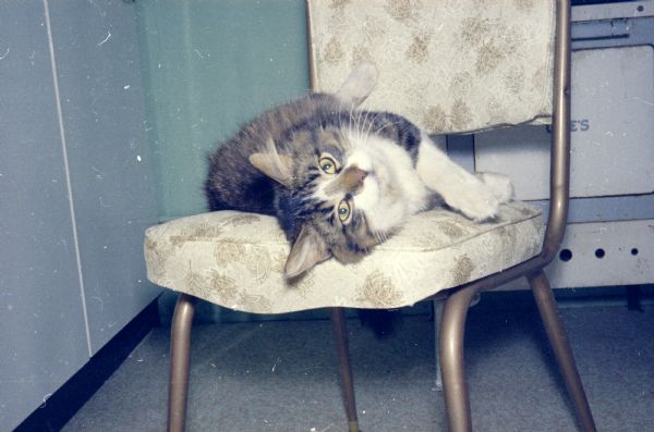 Cat on Chair A cat is lounging on a chair indoors.
