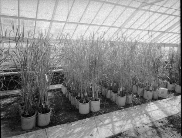 Growing rice in University of Wisconsin-Madson horticultural greenhouse.