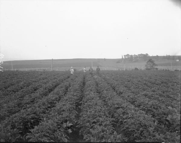Four men in a potato field at Farm Colony, Wisconsin State Hospital for Insane (Mendota Mental Health Institute), Highway 113.