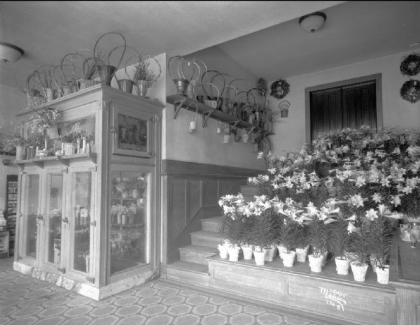 Display of Easter Lilies at the University Floral Company, located at 723 University Avenue.