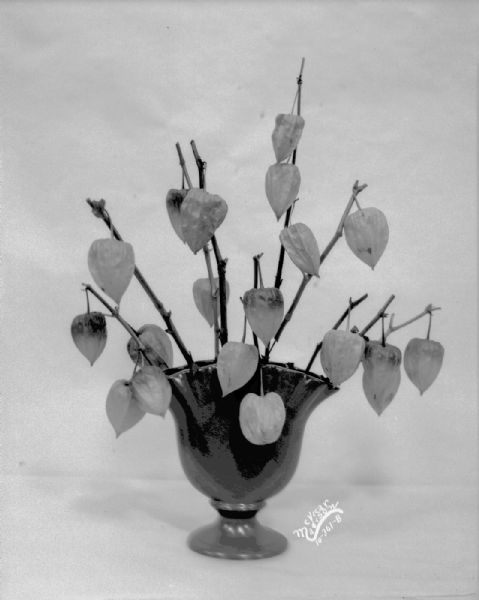 Dried arrangement of Japanese lantern plant in a vase for the Olds Seed Company catalog.