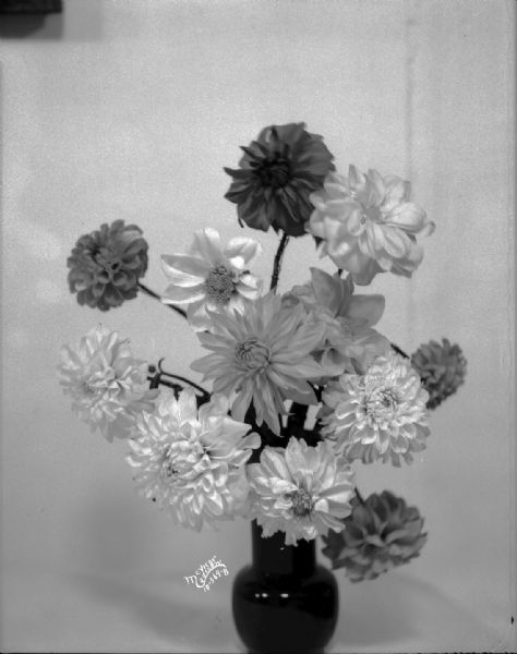 Vase of Dahlias for the Olds Seed Company catalog.