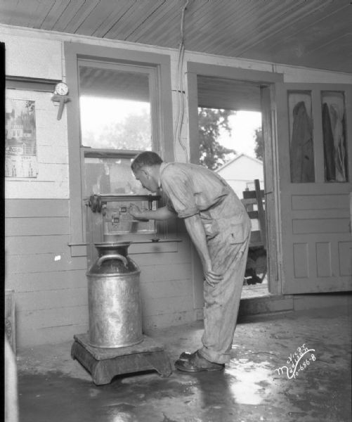 Man weighing milk can on old platform scale at Belmont Creamery.