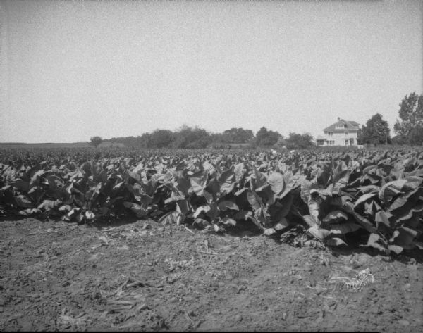 Mr. Klein farm showing use of "Red Steer" fertilizer on tobacco field, looking west.