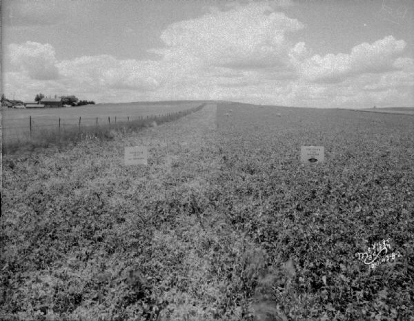 Pea field — inoculation experiment. John Bell farms. There are signs in the field.