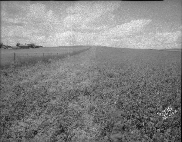Pea field — inoculation experiment. John Bell farms.
